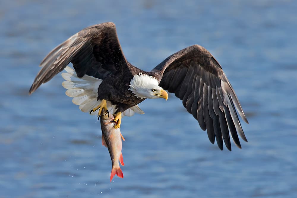Bald Eagle Fishing Flight by Jun Zuo — canvas wall art