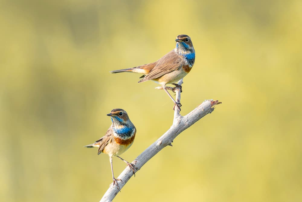 Vibrant Bluethroat Pair by Abdul Saleem — canvas wall art