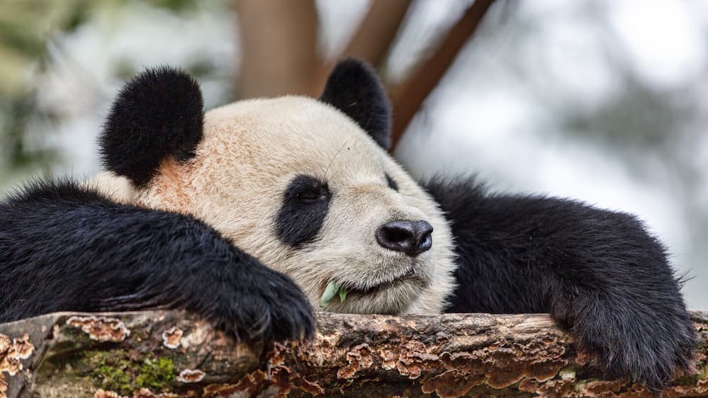 Sleeping Giant Panda by Alessandro Catta — canvas wall art