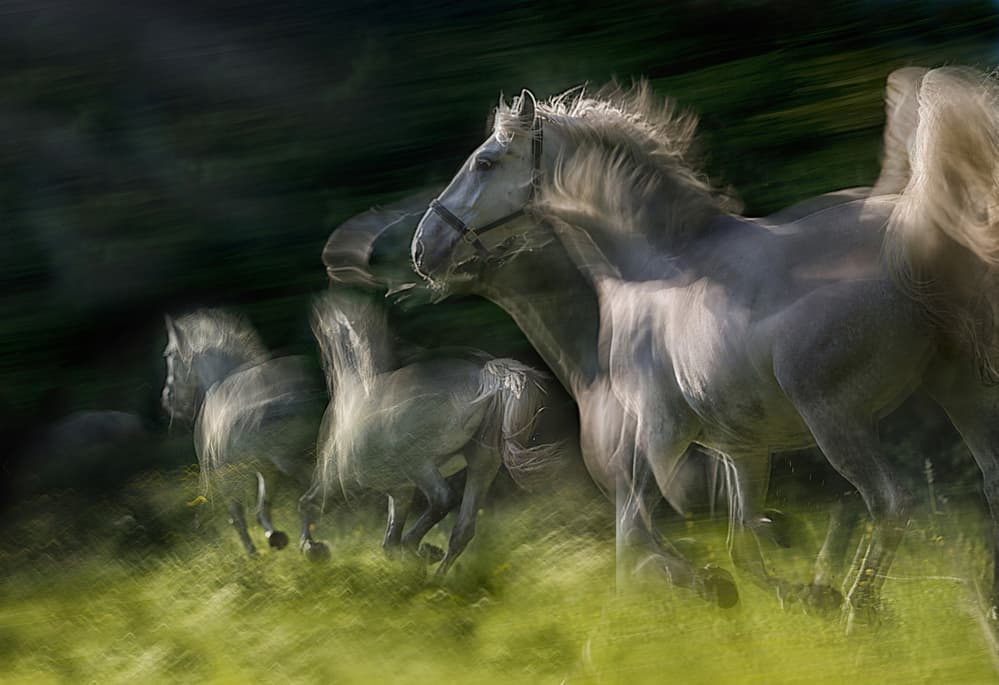 Dynamic Running Horses by Milan Malovrh — canvas wall art