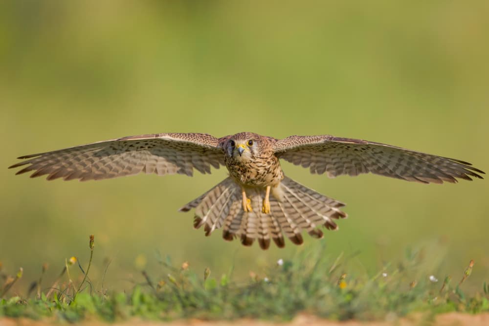 Hovering Kestrel Flight by David Manusevich — canvas wall art