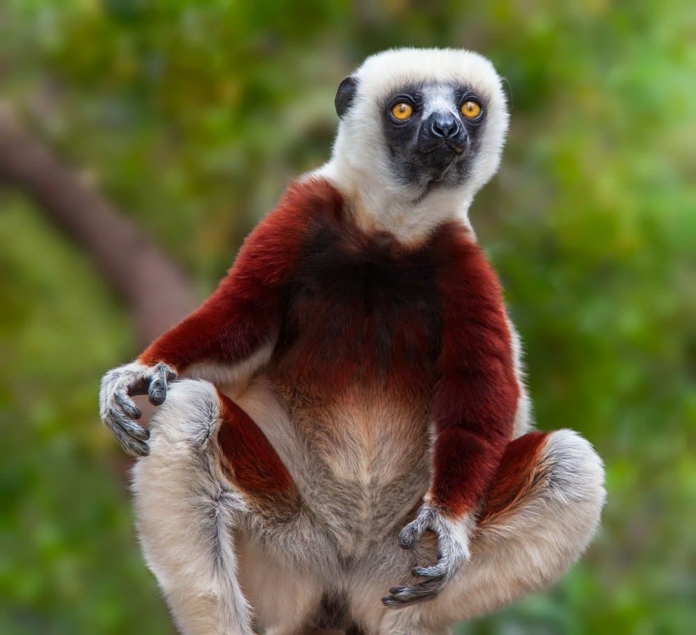 Vibrant Sifaka Lemur by Miary Andria — canvas wall art