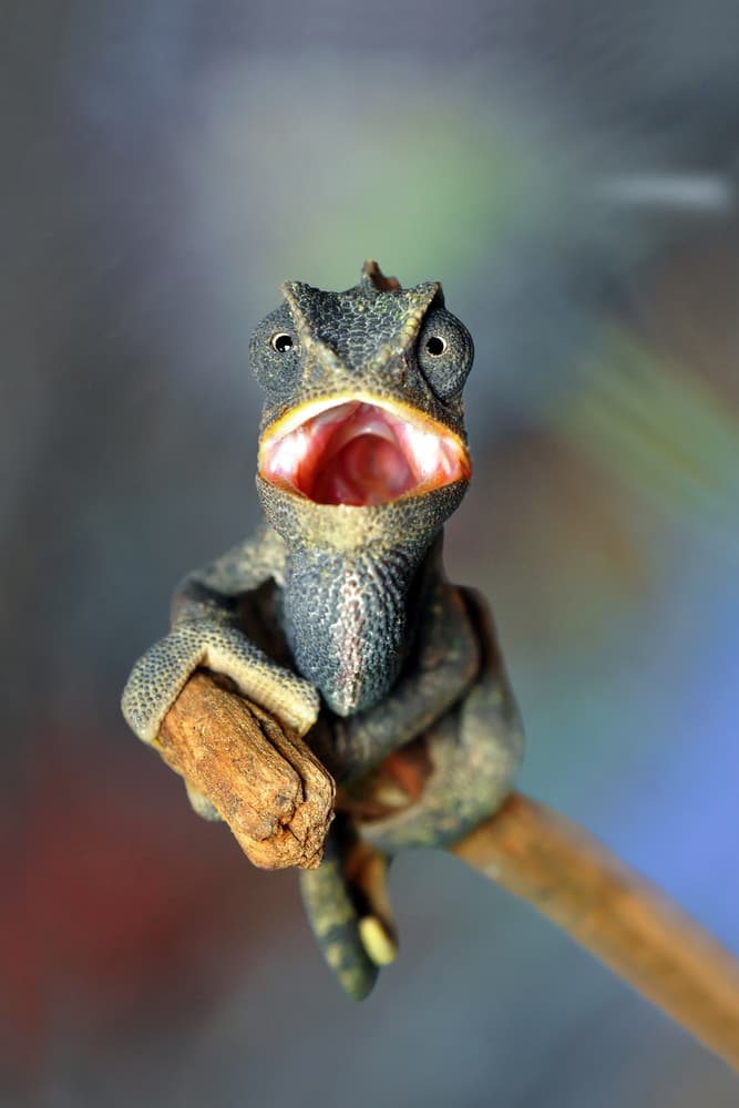 Surprised Chameleon Yawn by Mustafa öztürk — canvas wall art