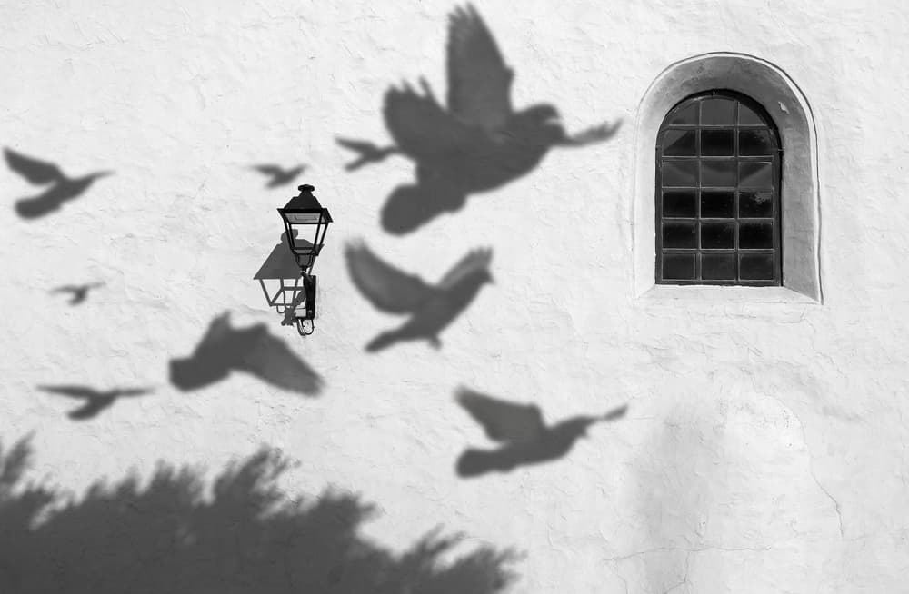 Flying Bird Shadows by Giorgio Pizzocaro — canvas wall art