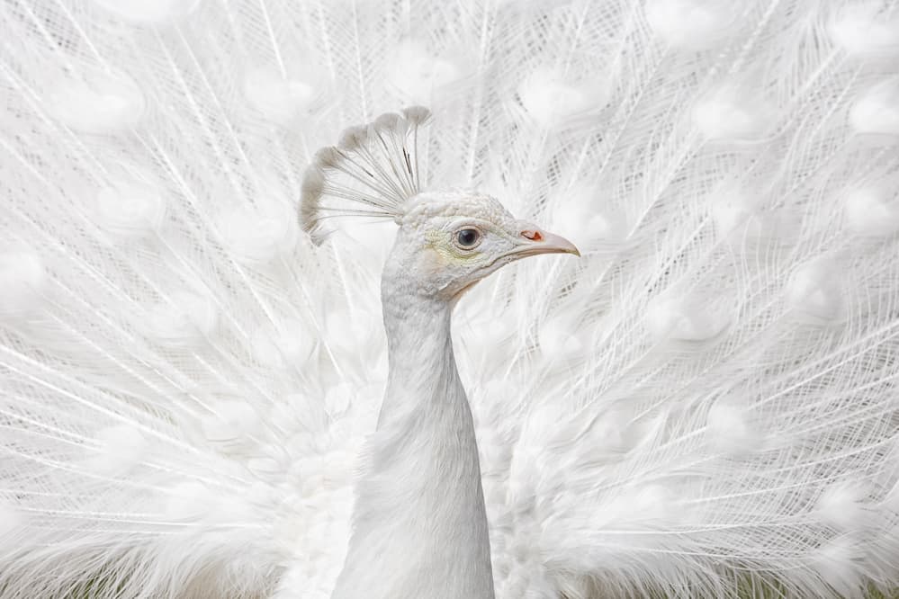 White Peacock Display by fegari — canvas wall art