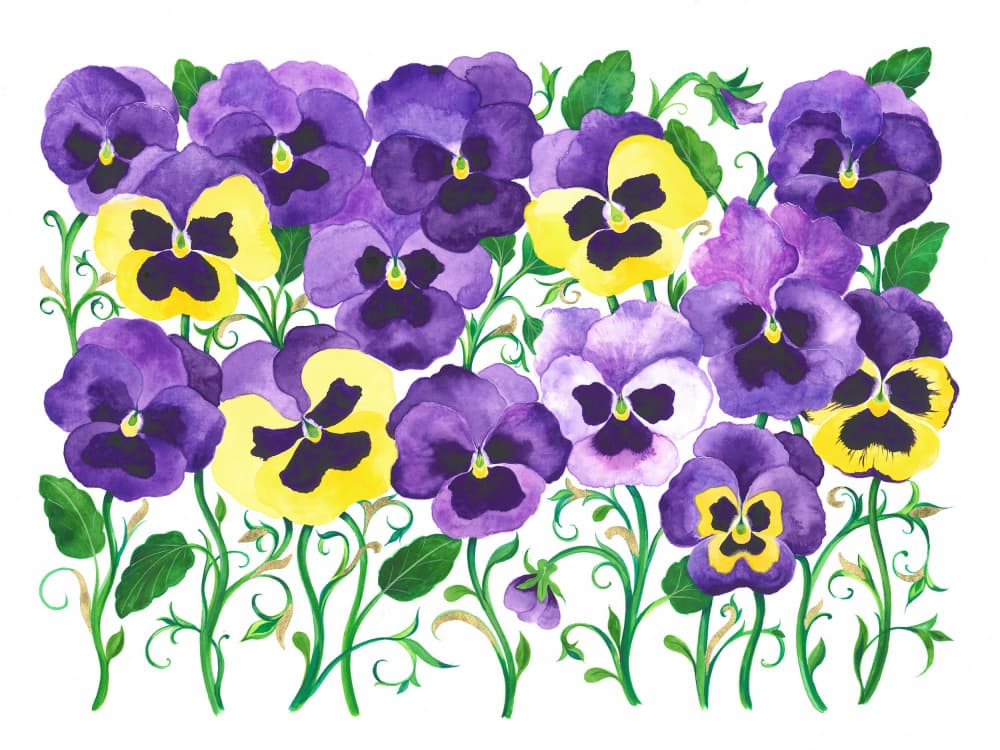 Pansy Field by Isabelle Brent — canvas wall art