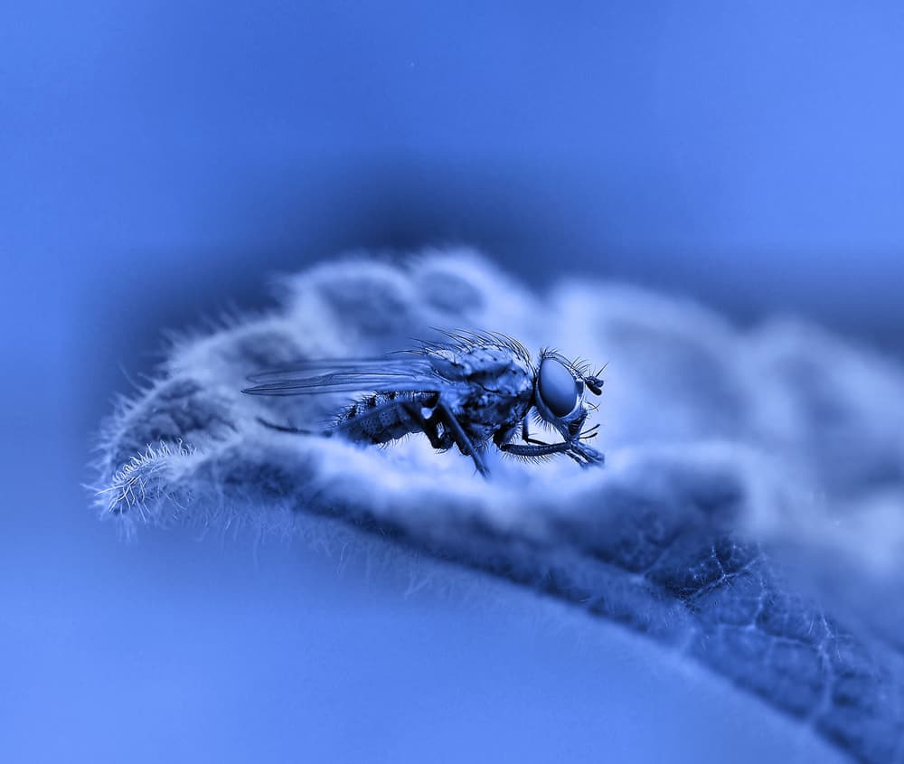 Detailed Blue Fly by Thierry Dufour — canvas wall art