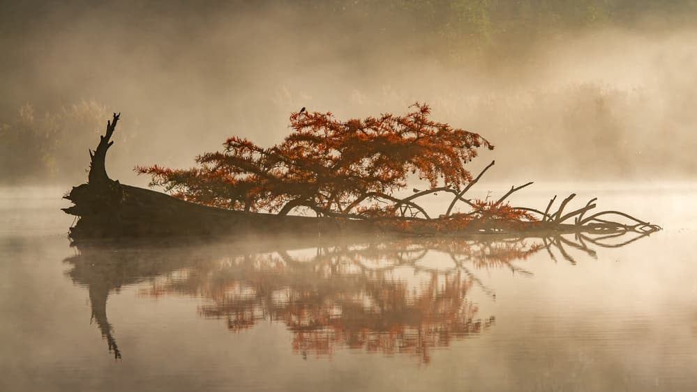 Golden Fall Cypress Tree by Barré Thierry — canvas wall art