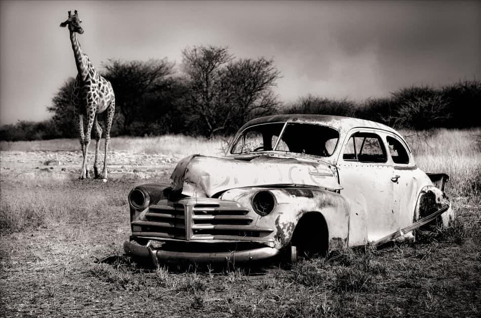 Vintage Car Wild Giraffe by Marc Apers — canvas wall art