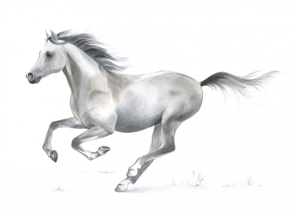 Dynamic Grace of A Galloping Horse by Isabelle Brent — canvas wall art