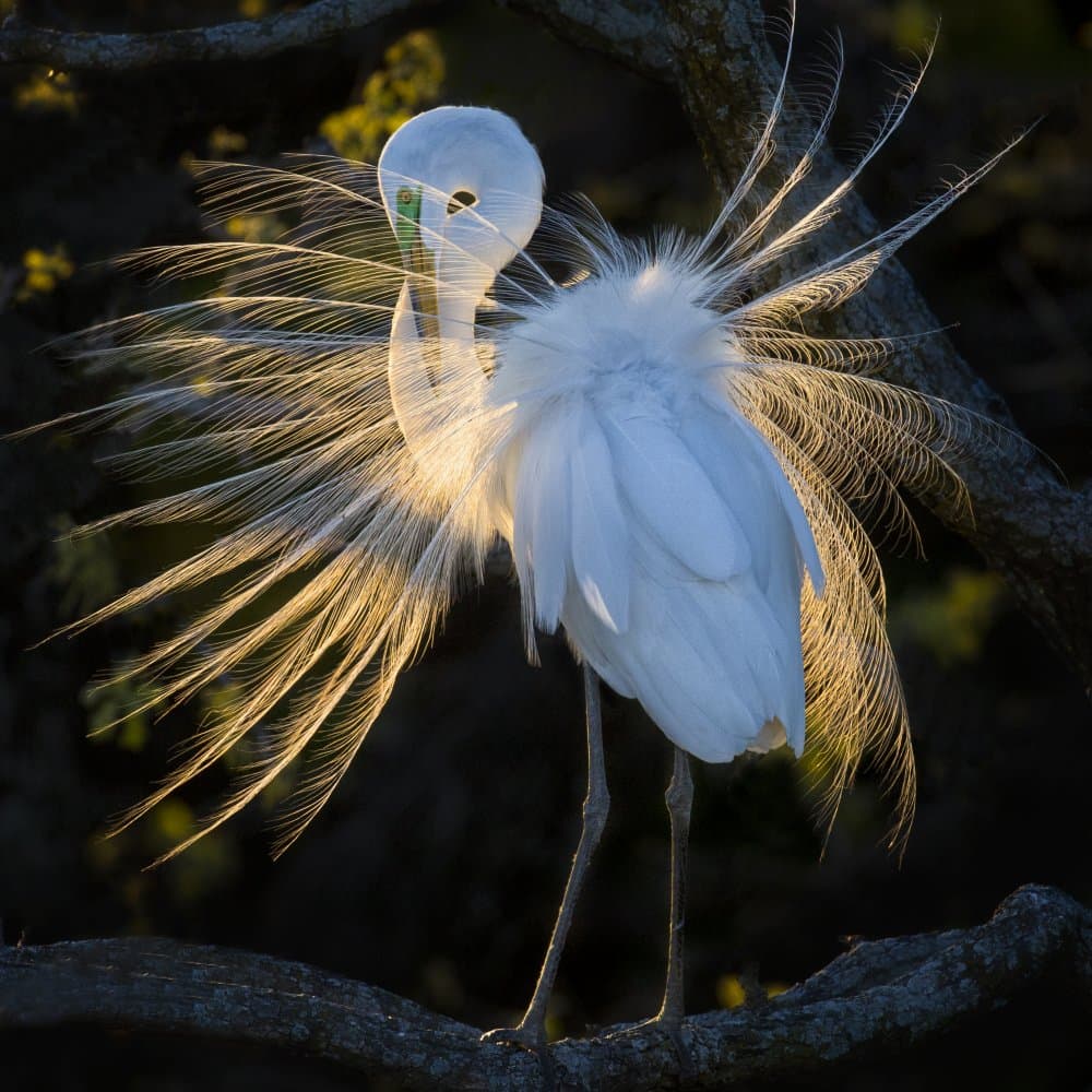 Sunlit Egret Display by Sanbao Zheng — canvas wall art