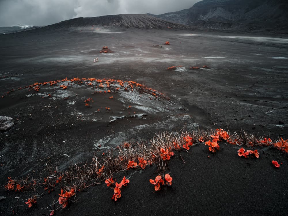 Orange Life on Black Volcano by Mitja Kobal — canvas wall art