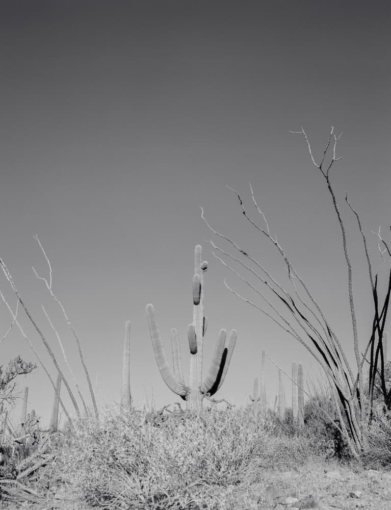 Saguaro Desert Calm by Bethany Young — canvas wall art