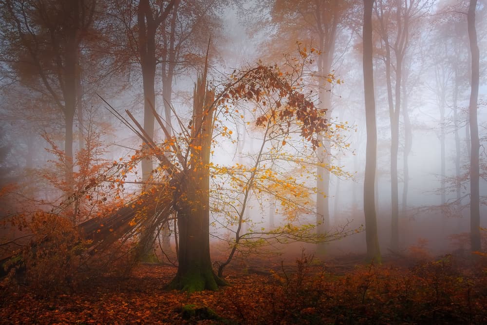 Misty Autumn Woods by Patrick Aurednik — canvas wall art