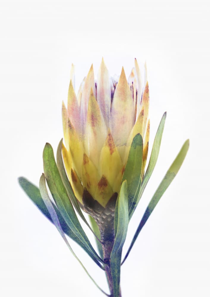 Golden Protea Bloom by Lila &amp; Lola — canvas wall art