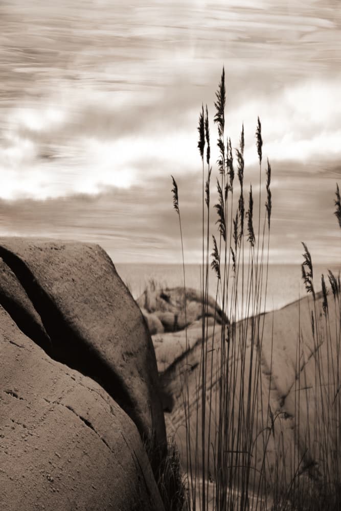 Reeds by the Sea by Christina Sillen — canvas wall art