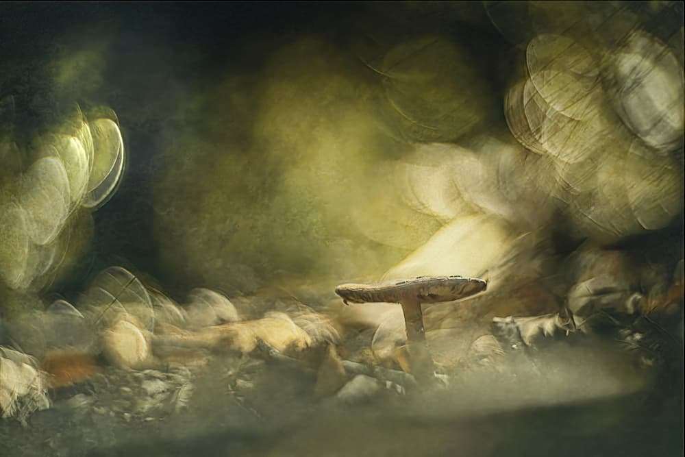 Enchanted Forest Mushroom by Jan van der Linden — canvas wall art