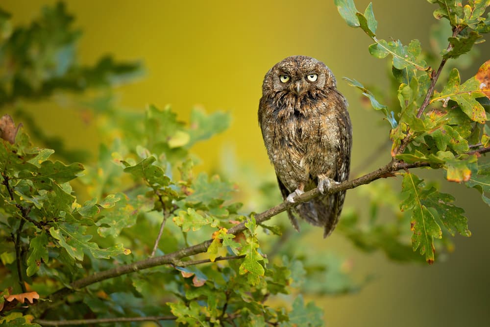 Wise Little Owl by Milan Zygmunt — canvas wall art
