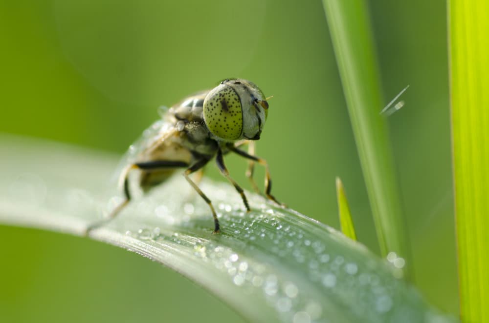 Green Eyed Fly by Rawisyah Aditya — canvas wall art