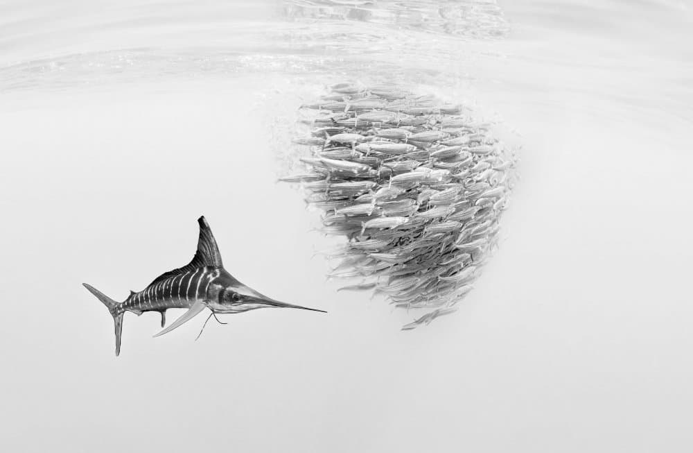 Striped Marlin Hunting by Jennifer Lu — canvas wall art