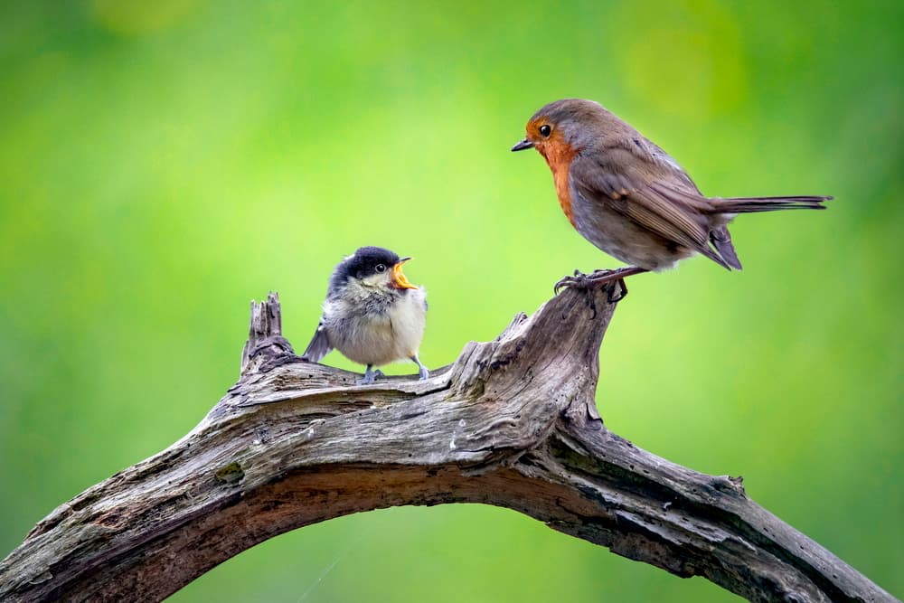 Robin and Hungry Chick by Kieran O Mahony AIPF — canvas wall art