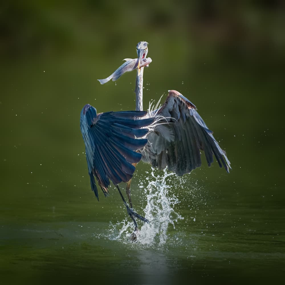 Heron Catches Fish by Alex Li — canvas wall art
