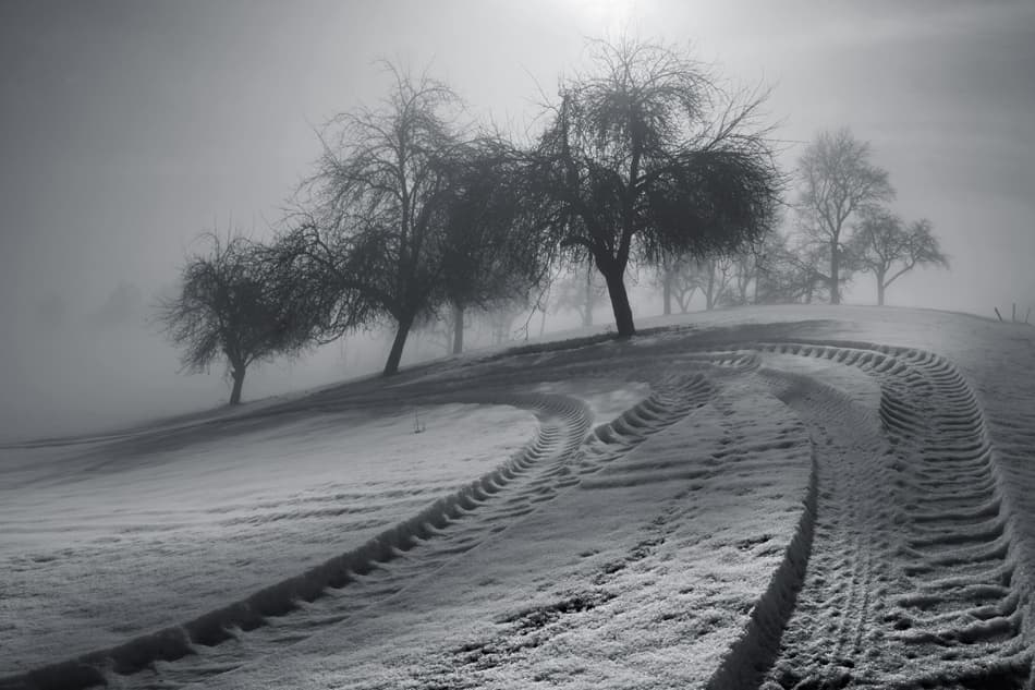 Misty Winter Orchard by Nicolas Schumacher — canvas wall art
