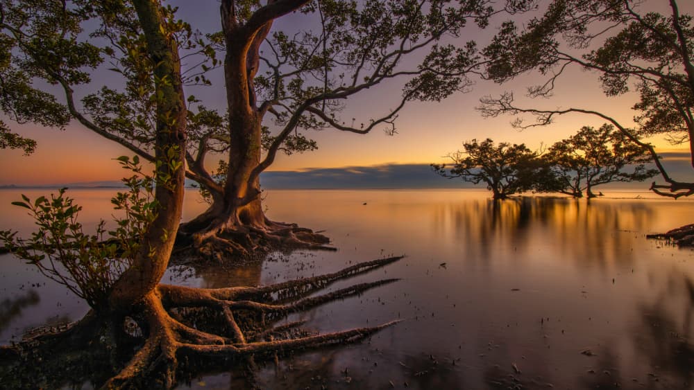 Serene Mangrove Sunset by Emanuel Papamanolis — canvas wall art