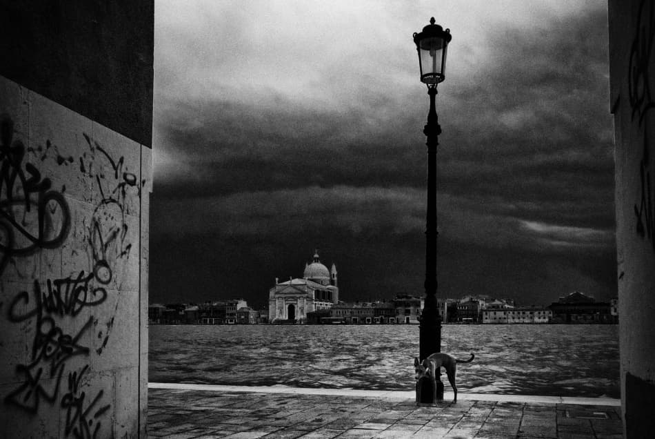 Stormy Venice Street Dog by Codrin Lupei — canvas wall art