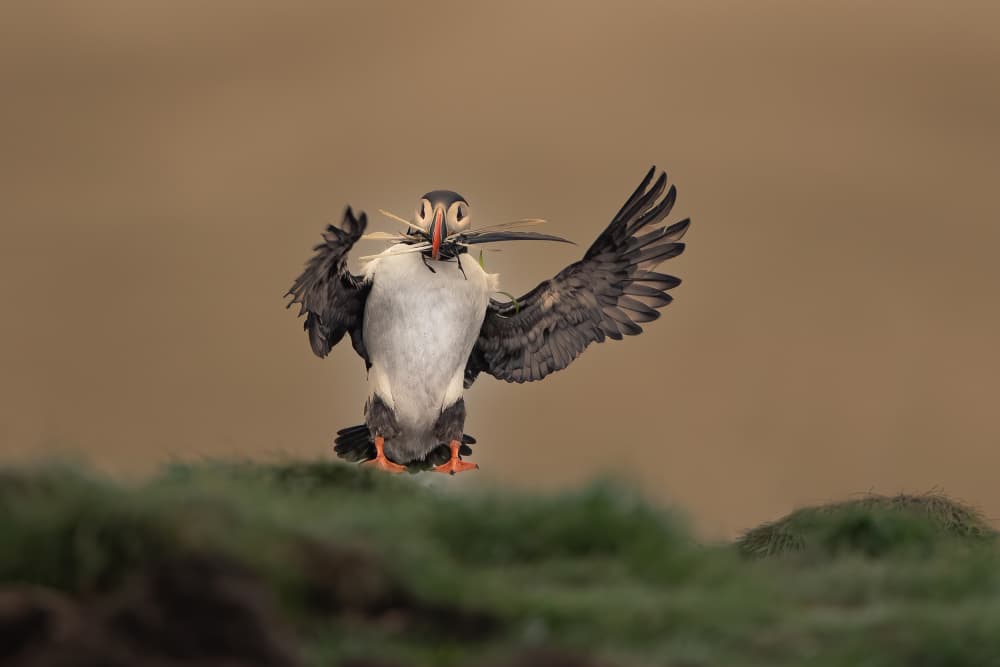 Puffin With Fresh Catch by Bill Lu — canvas wall art