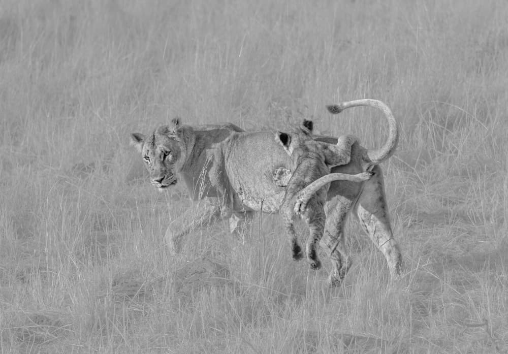 Wild Lions Walking by Hong Chen — canvas wall art