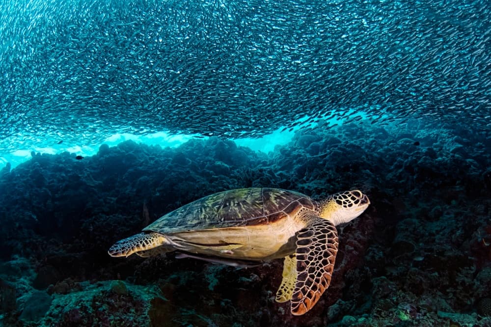Sea Turtle Under Fish School by Henry Jager — canvas wall art