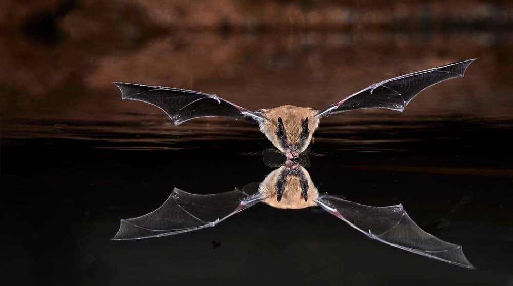 Bat Drinking Reflection by Peter Hudson — canvas wall art