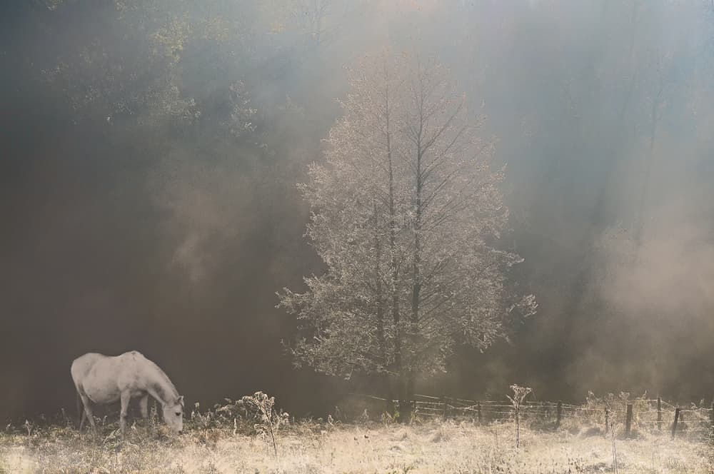 White Horse Winter Mist by Lou Urlings — canvas wall art