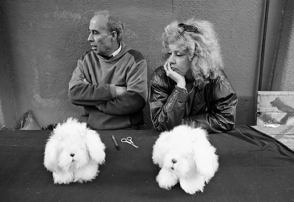 Waiting With Fluffy Dogs by Dieter Matthes — canvas wall art