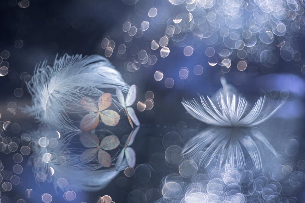 Ethereal Feather Bloom by Igor Kopcev — canvas wall art