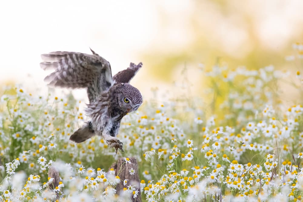 Little Owl Takes Flight by Marco Redaelli — canvas wall art