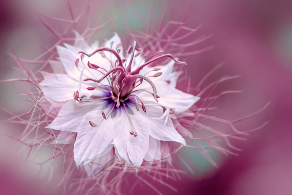 Ethereal Purple Bloom by Jacky Parker — canvas wall art