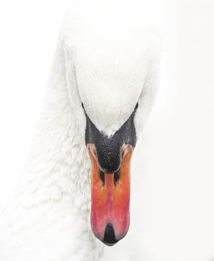 Elegant White Swan by Dorian Gray — canvas wall art