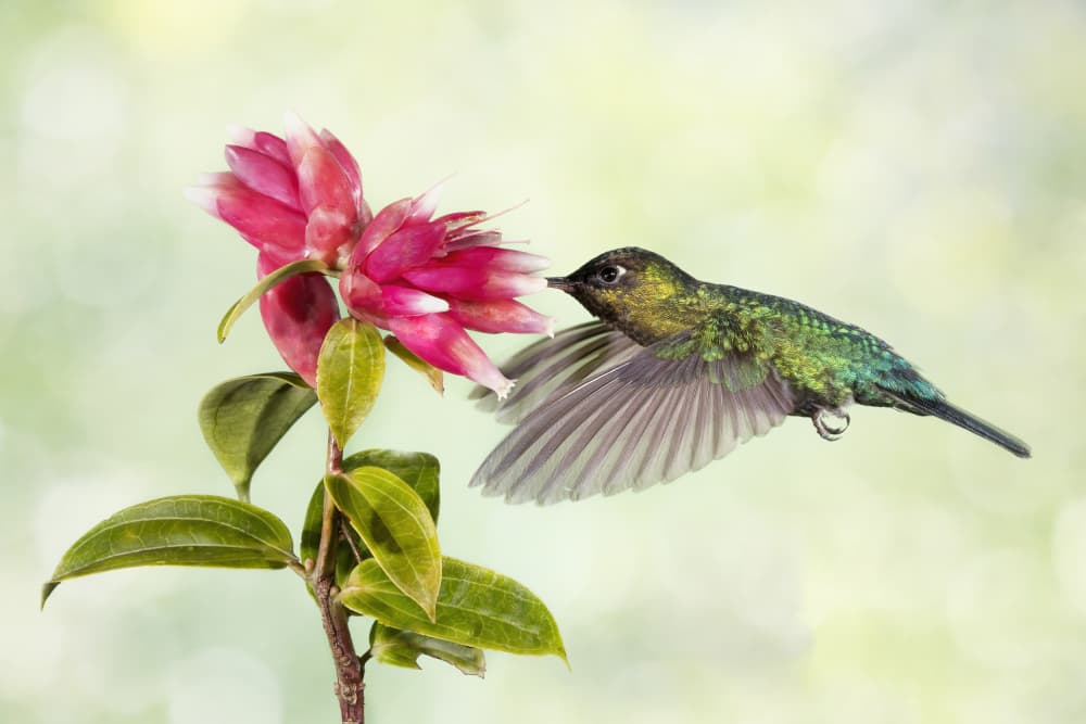 Green Hummingbird Pink Bloom by Linda D Lester — canvas wall art