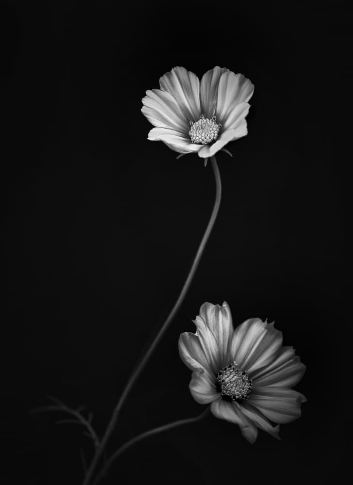 Graceful Cosmos Blooms by Lotte Grønkjær — canvas wall art
