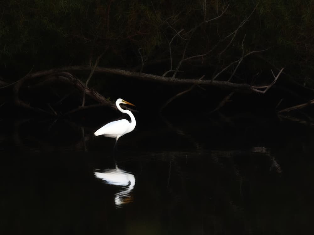 White Egret Reflection by Anna Wan — canvas wall art
