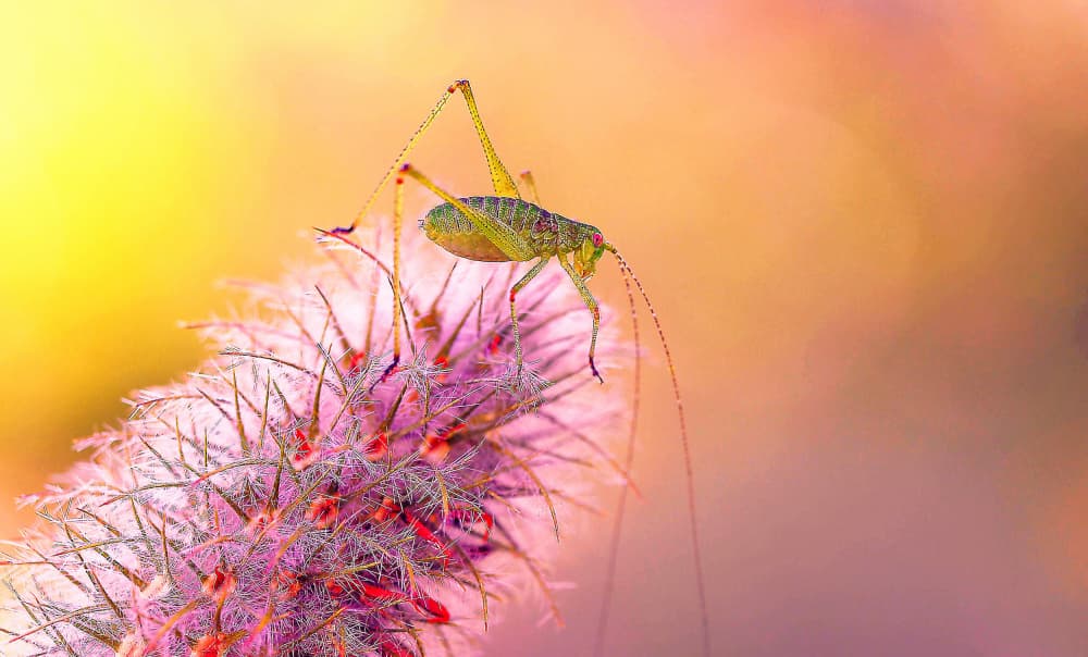Delicate Green Insect by Thierry Dufour — canvas wall art