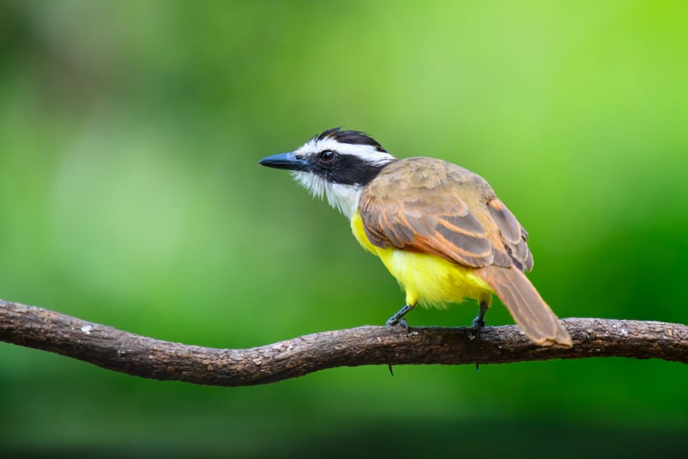 Yellow Kiskadee Perched by Mike He — canvas wall art