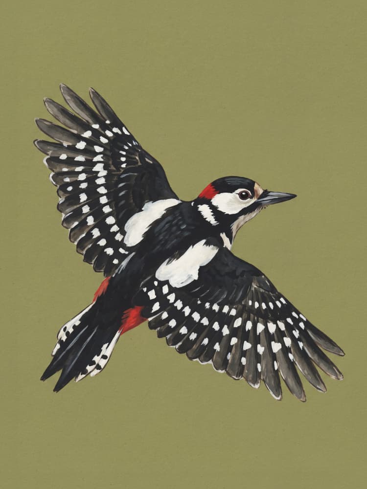 Great Spotted Woodpecker Flight by Andreas Magnusson — canvas wall art