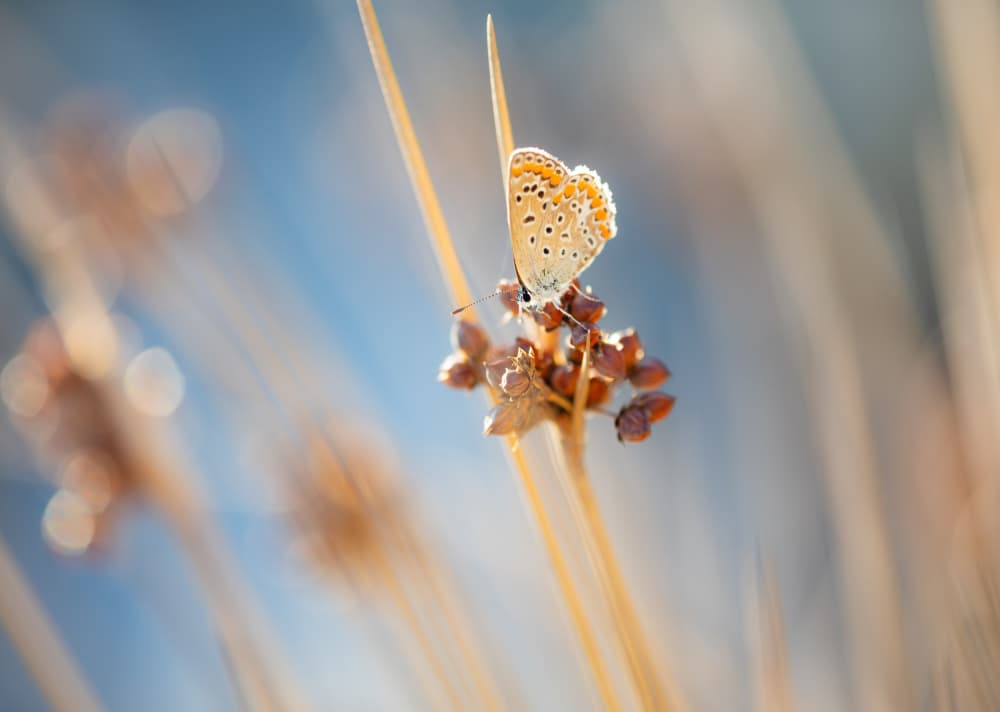 Delicate Golden Butterfly by Gianpaolo Meriana — canvas wall art