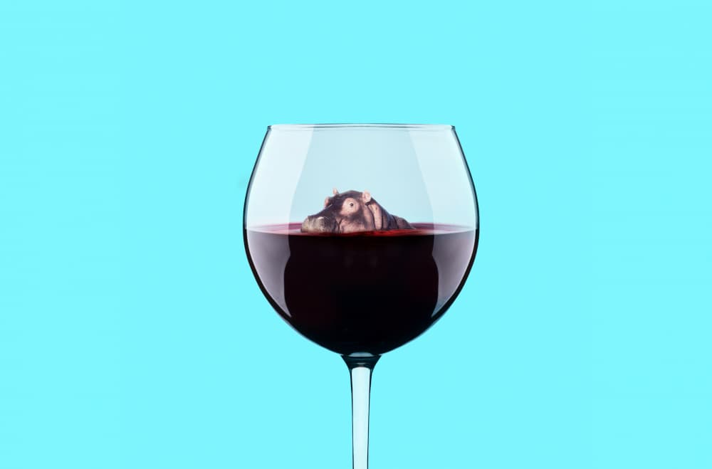 Hippo in Wine Glass by Artem Pozdniakov — canvas wall art