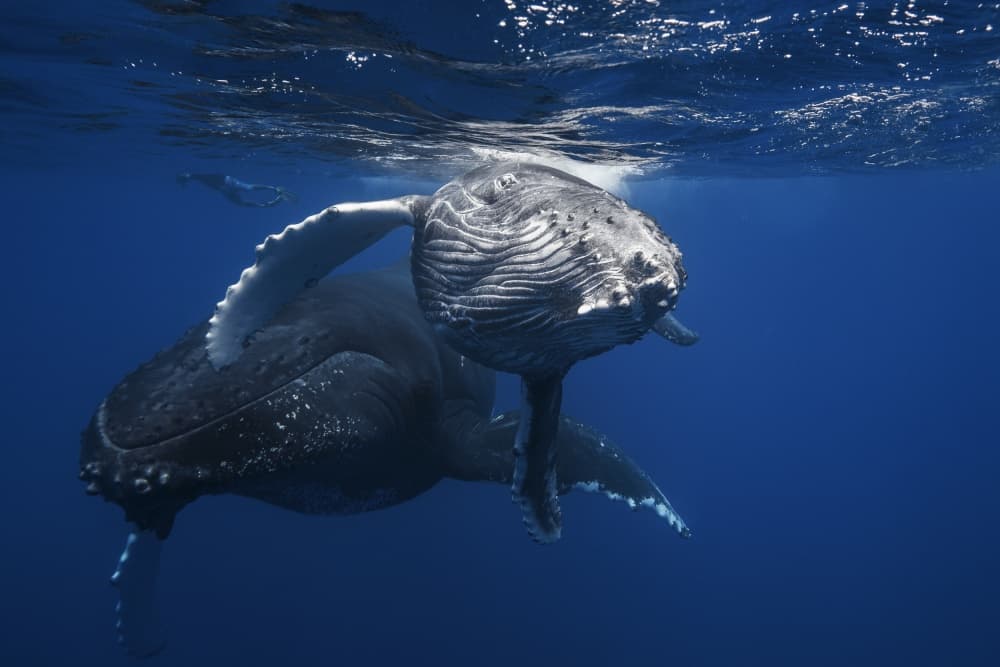 Mother Whale And Calf by Barathieu Gabriel — canvas wall art