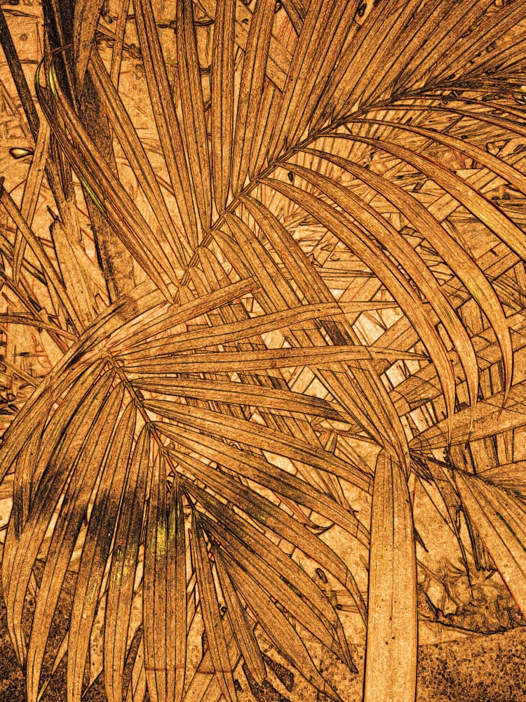 Sepia Palm Sketch by Santhosh ch — canvas wall art