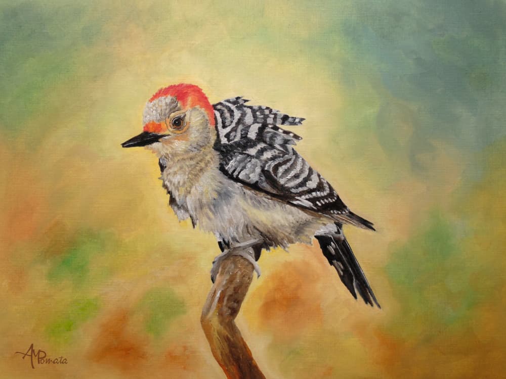 Red-bellied Woodpecker by Angeles M. Pomata — canvas wall art